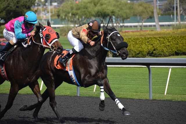 Across the Board: Triple the Fun in Horse Racing Bets logo
